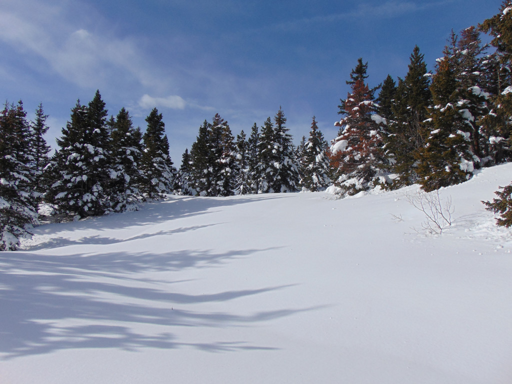 ombre et forêt en Vercors